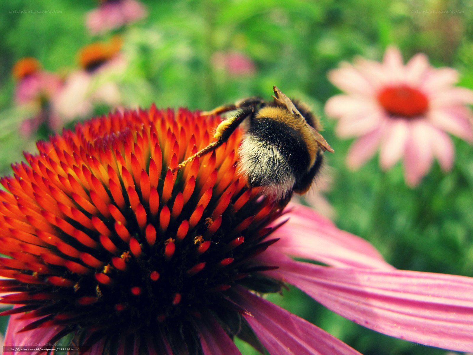 bee on a coneflower