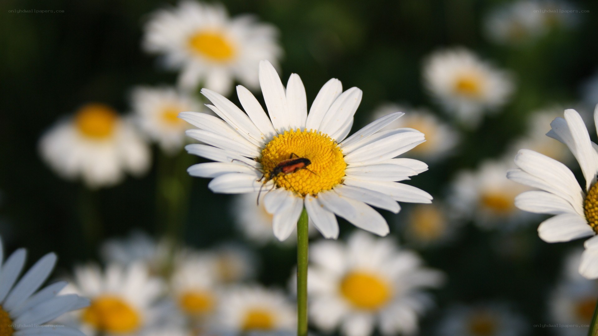 bee on a daisy flower