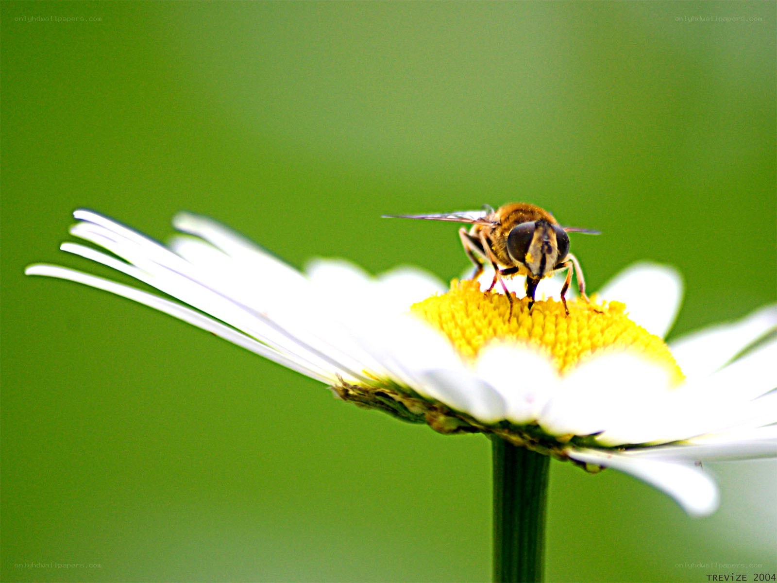 bee on a daisy flower