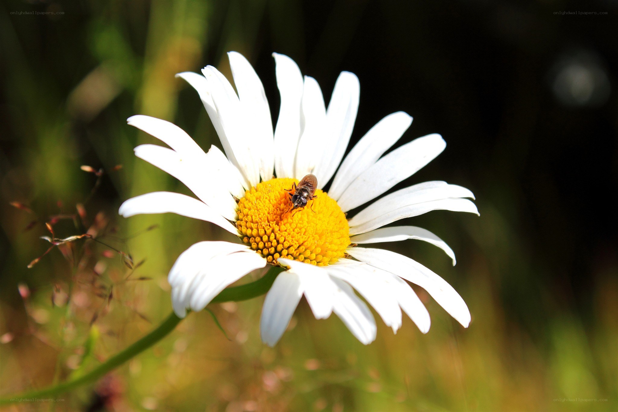 bee on a daisy flower
