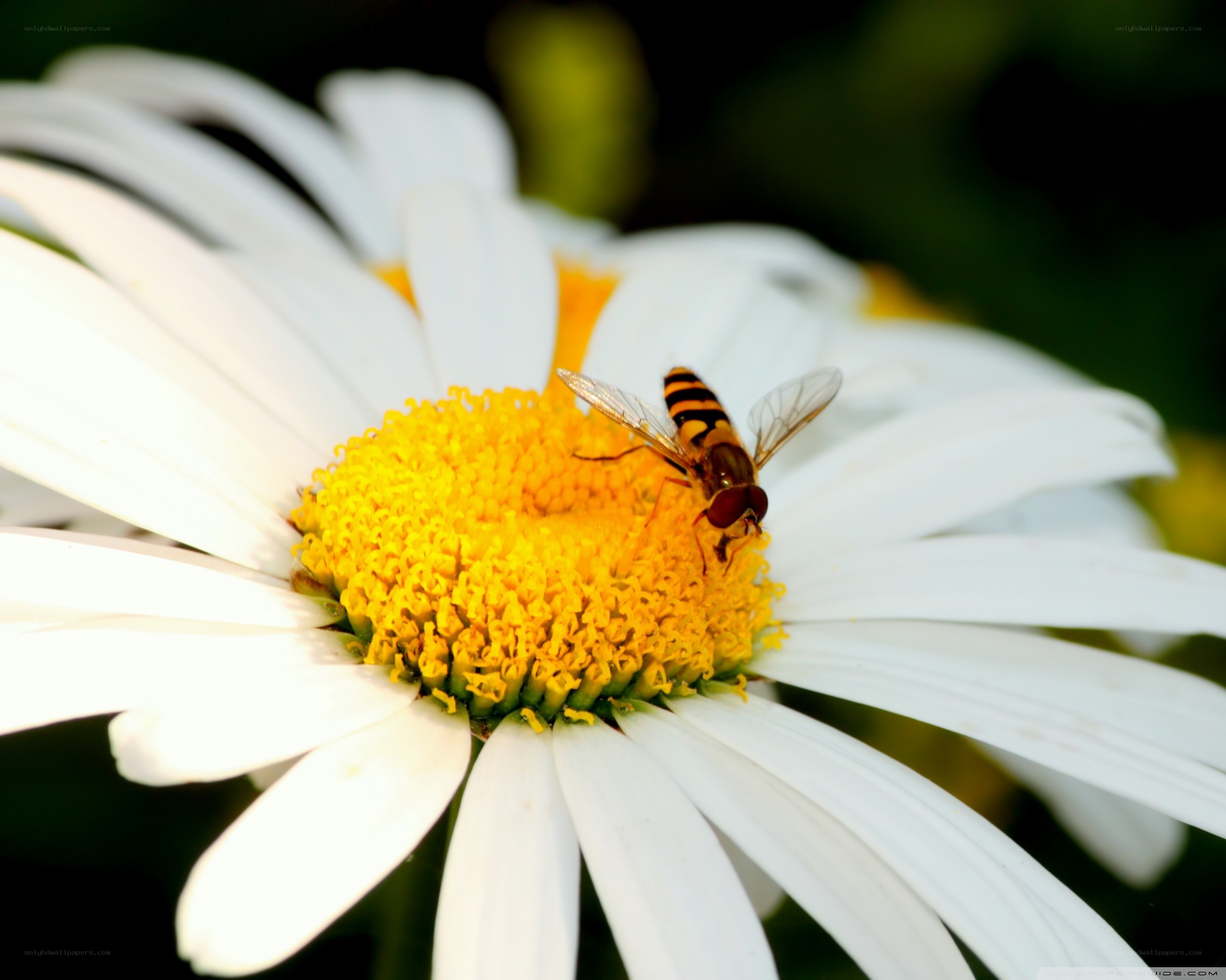 bee on a daisy flower