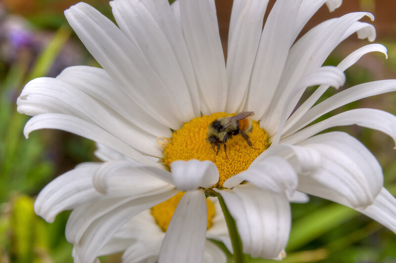 bee on a daisy flower