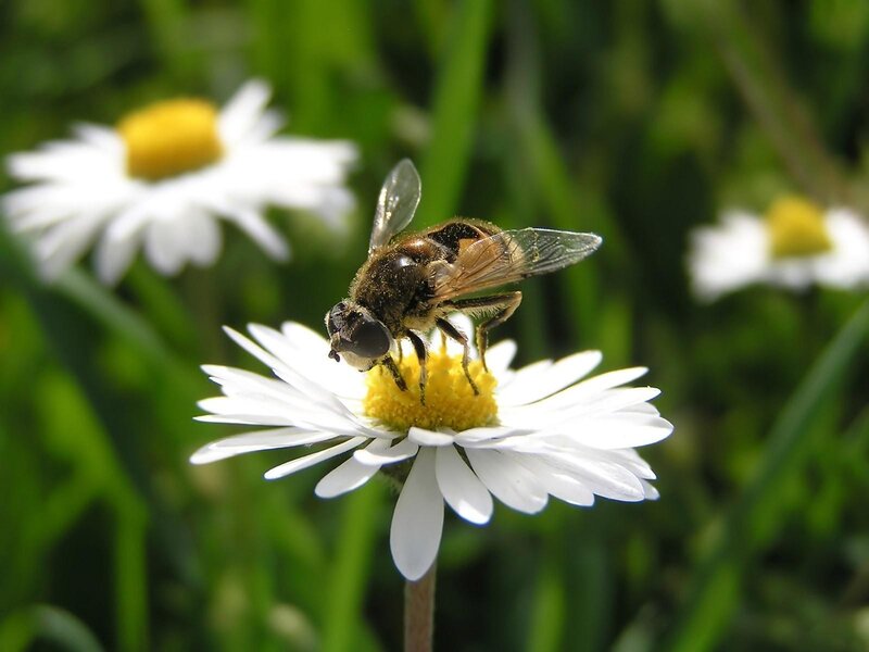 bee on a daisy flower