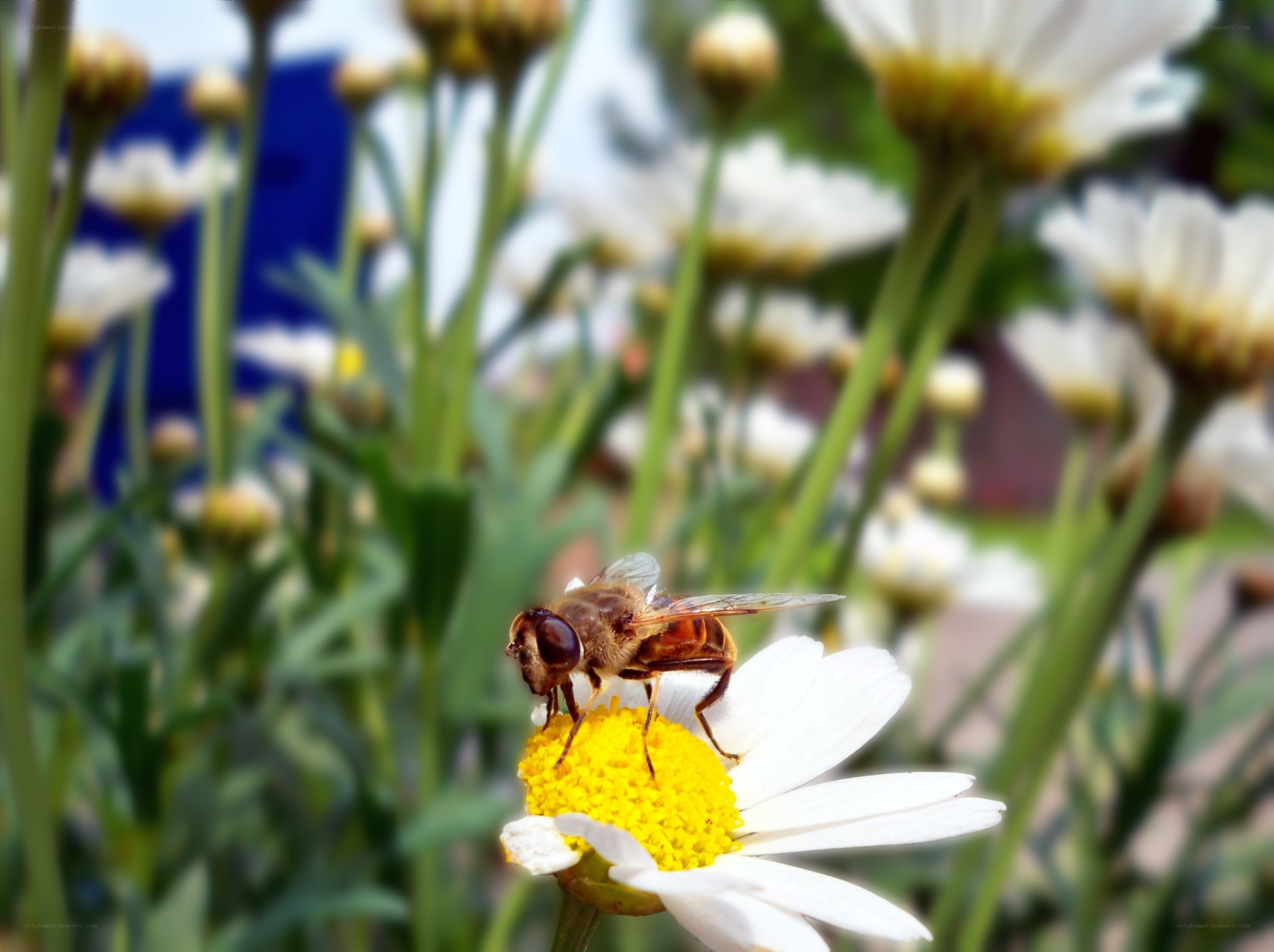 bee on a daisy flower