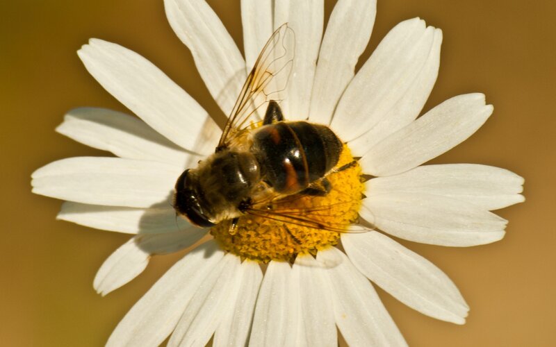 bee on a daisy flower