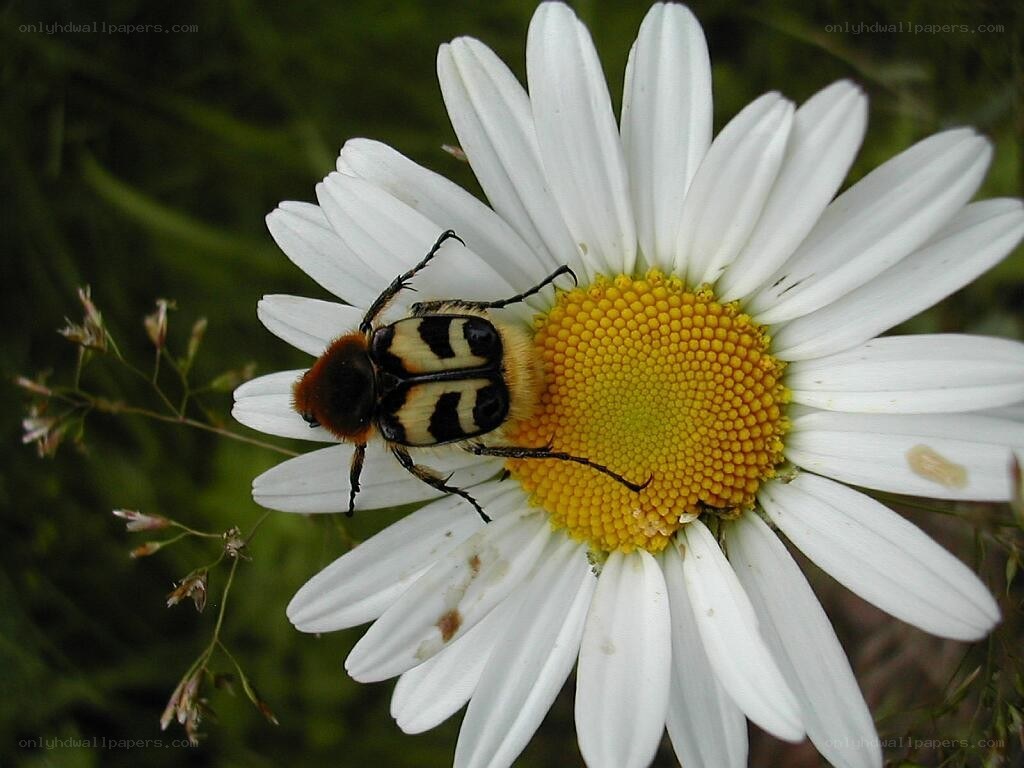 bee on a daisy flower
