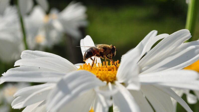 bee on a daisy flower