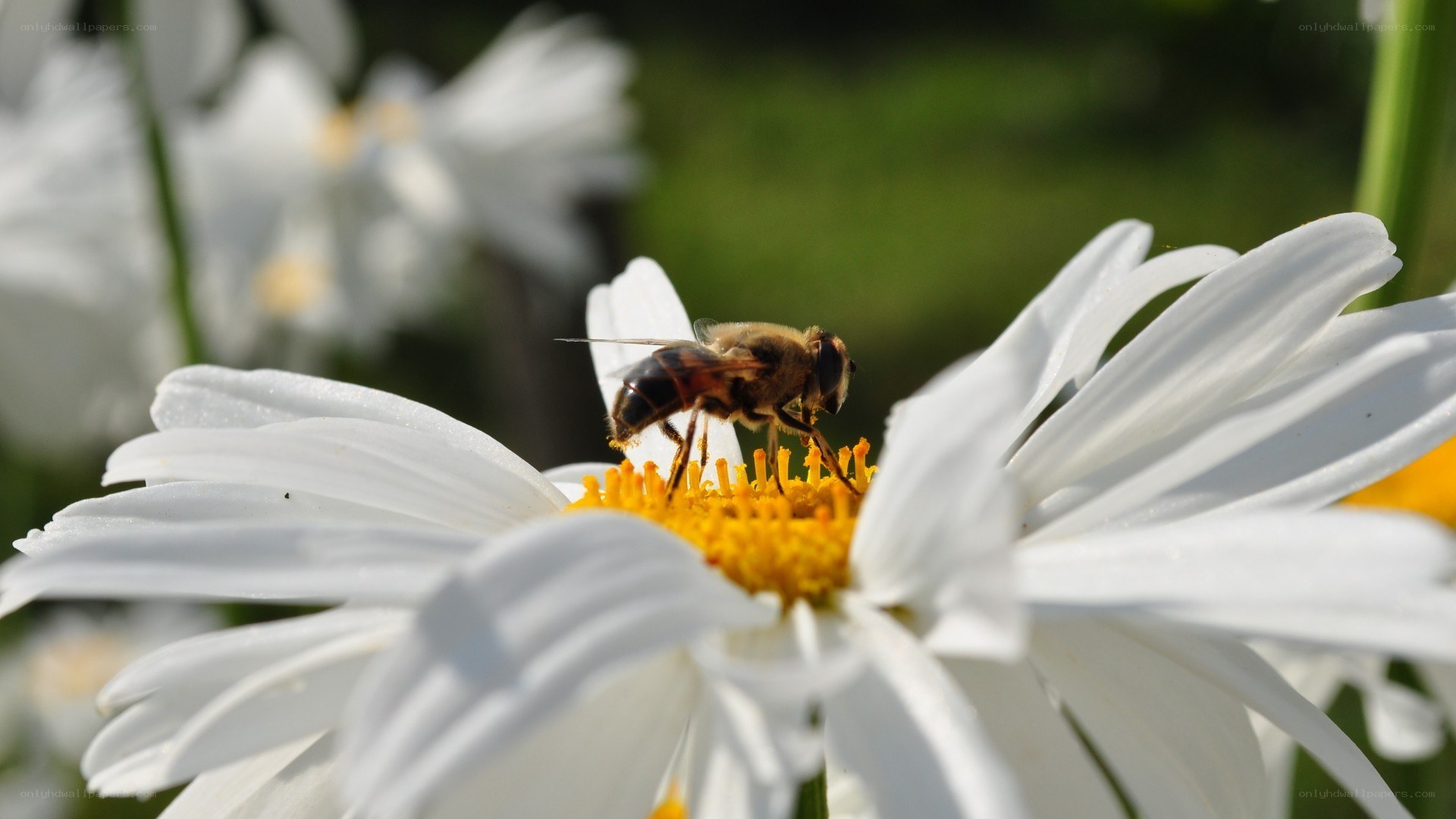 bee on a daisy flower