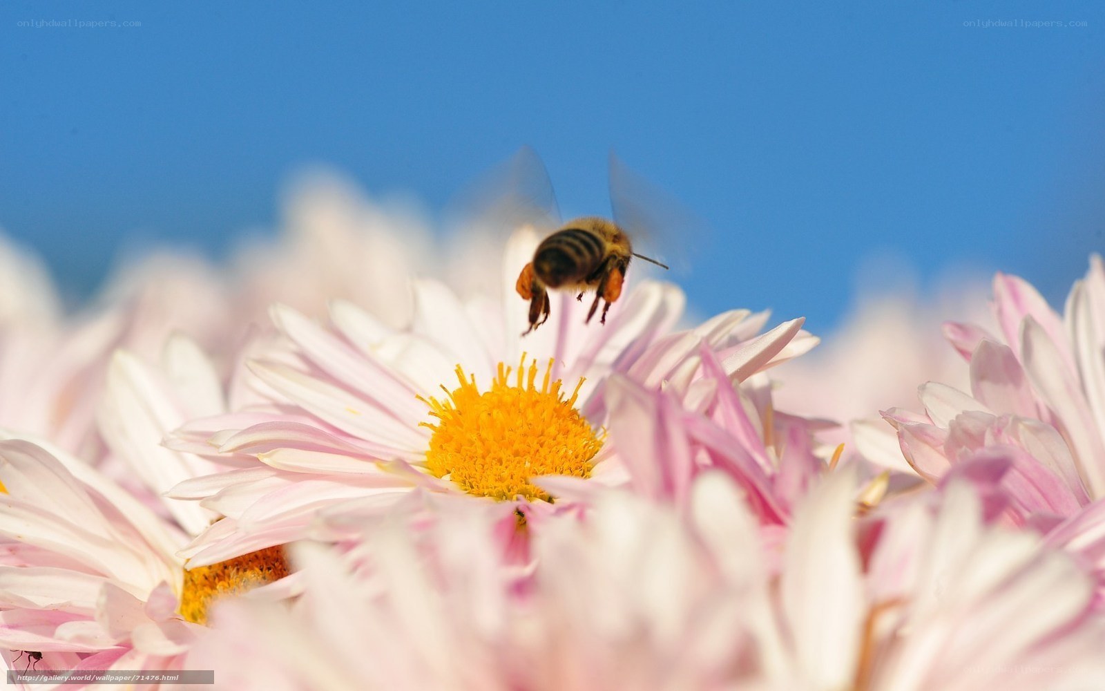 Bee on a daisy flower