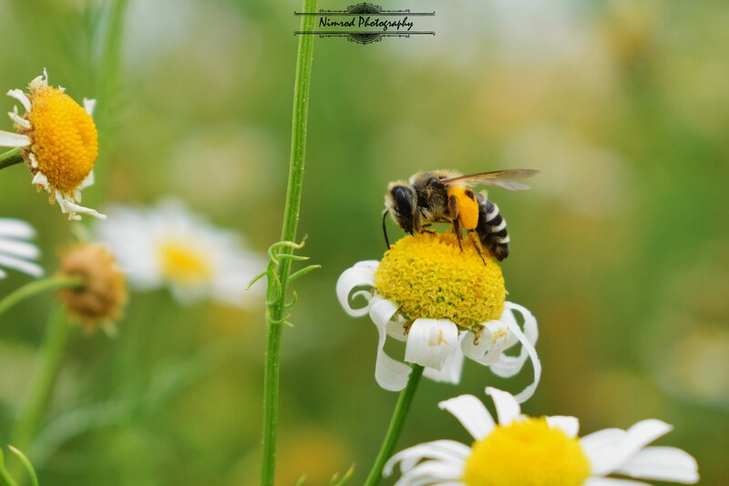 Bee on a Daisy