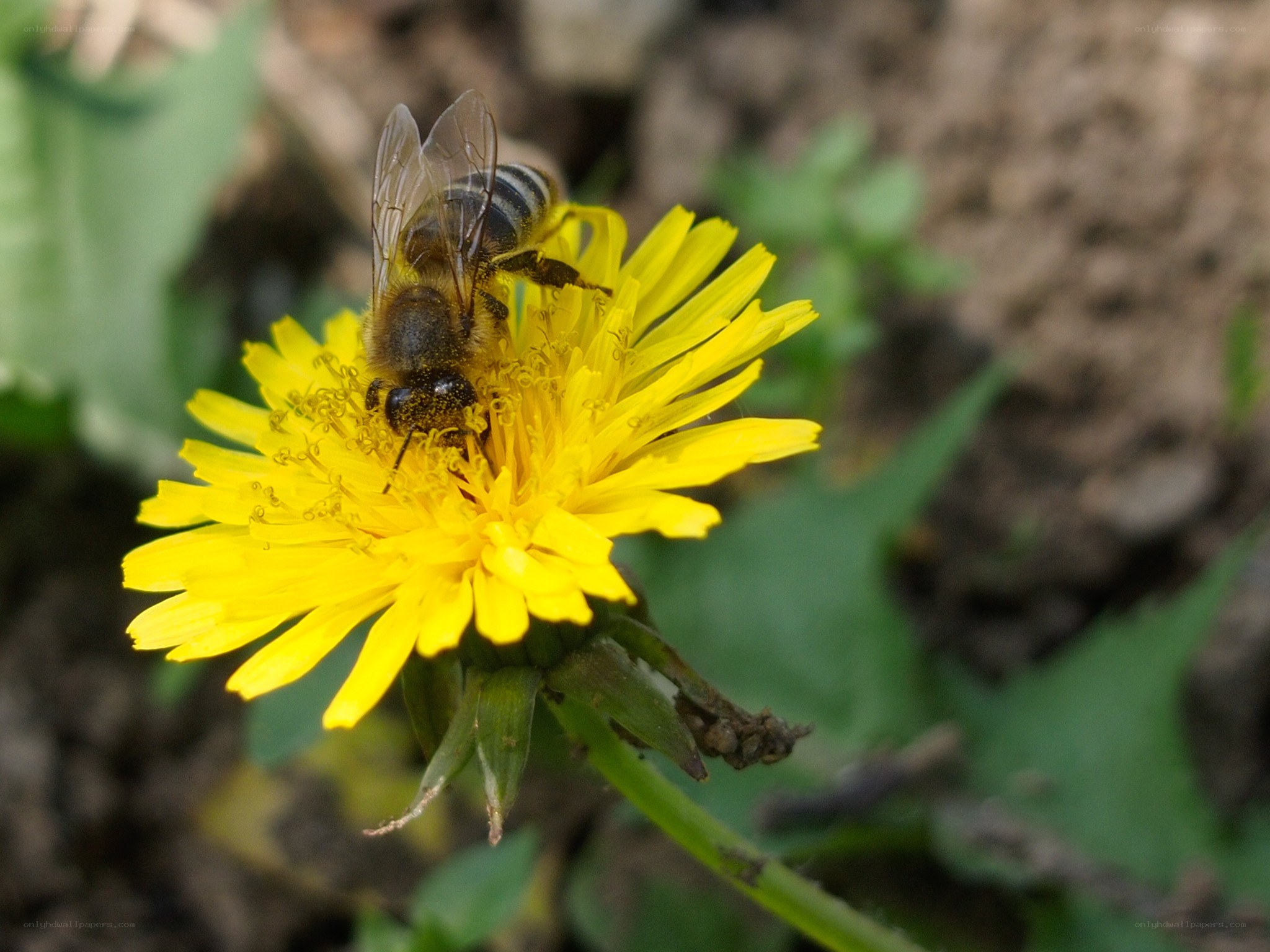 bee on a dandelion flower