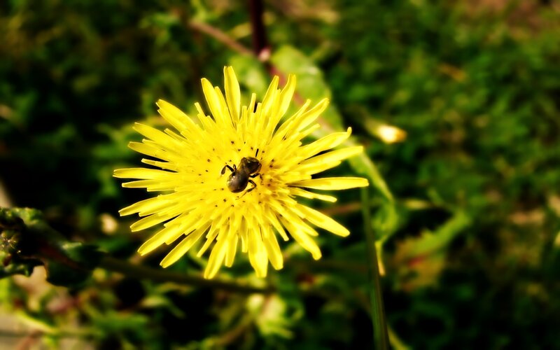 bee on a dandelion flower