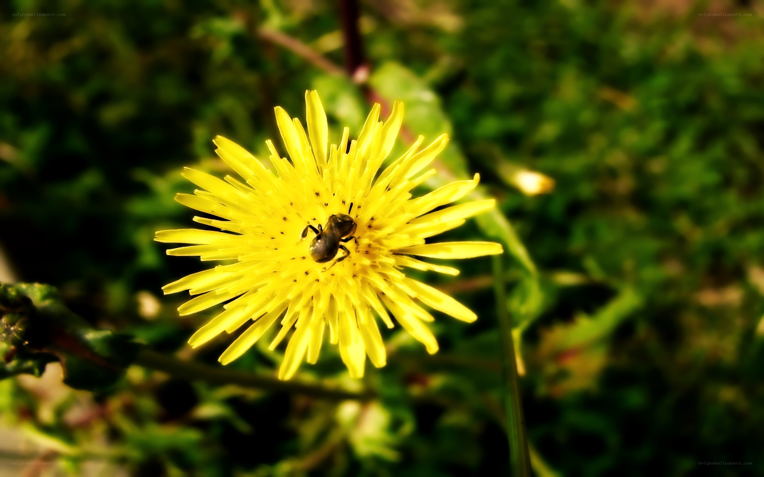 bee on a dandelion flower