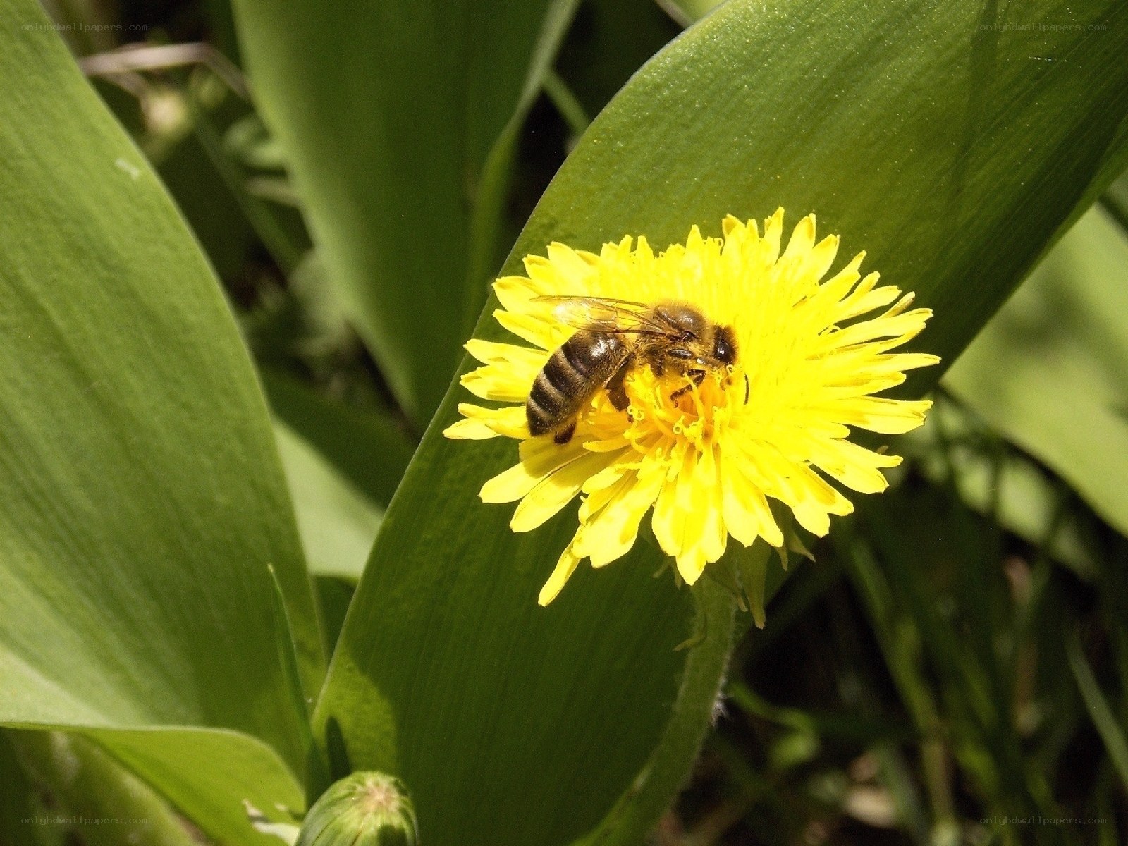 bee on a dandelion flower
