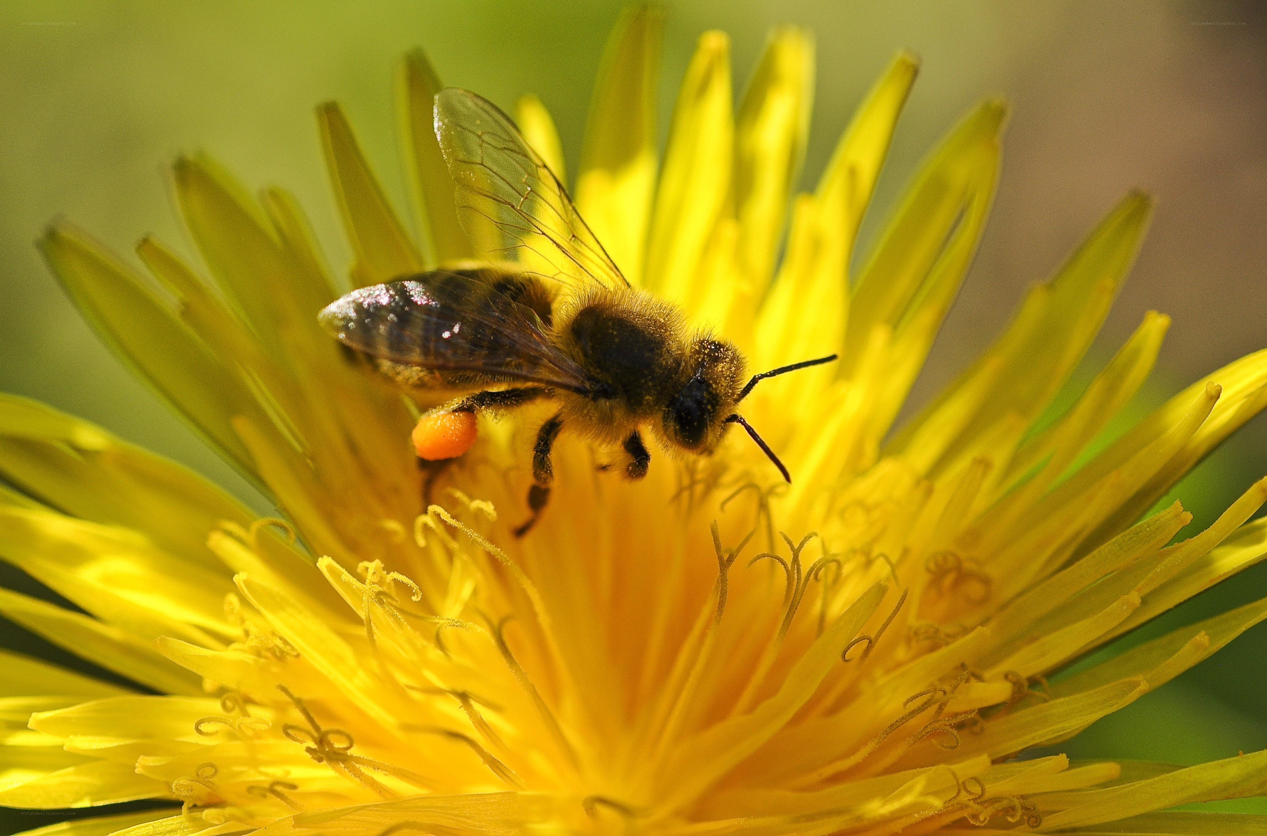 bee on a dandelion flower