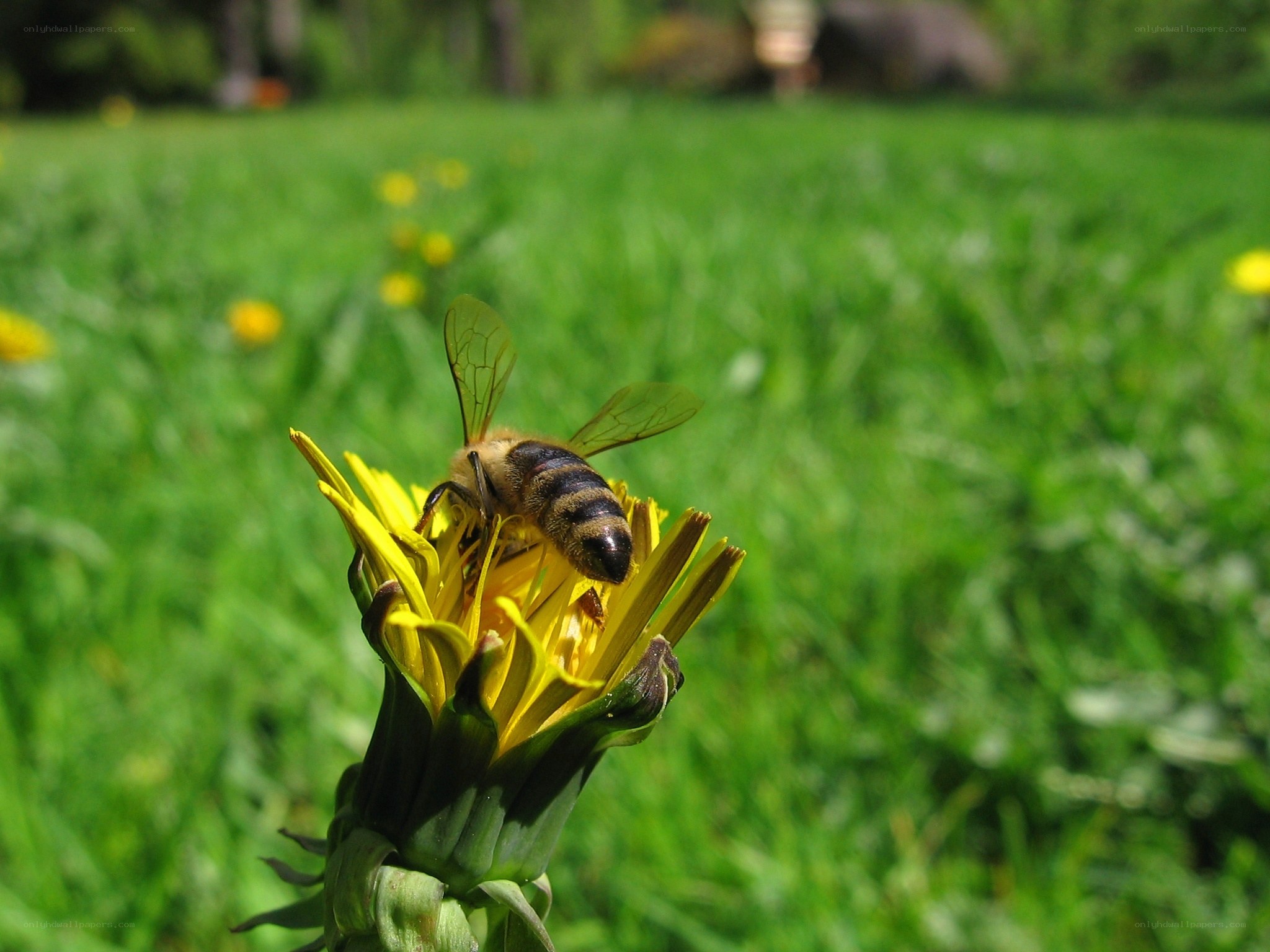 bee on a dandelion flower