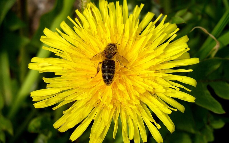 bee on a dandelion flower