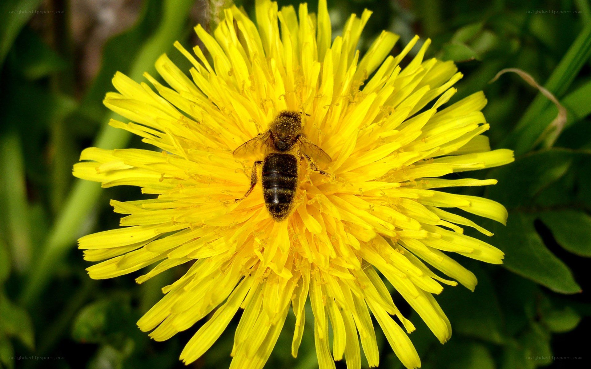 bee on a dandelion flower