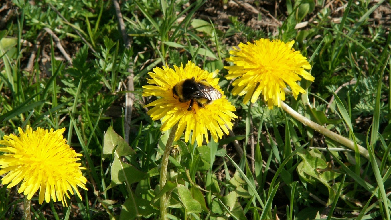 bee on a dandelion flower