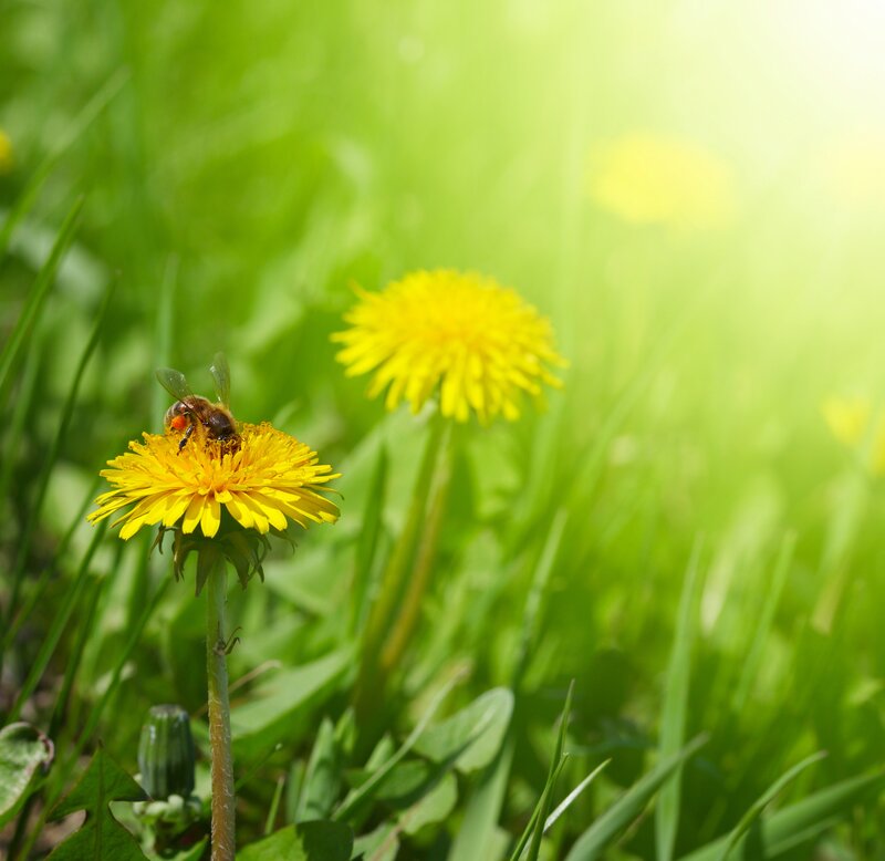 Bee on a dandelion flower