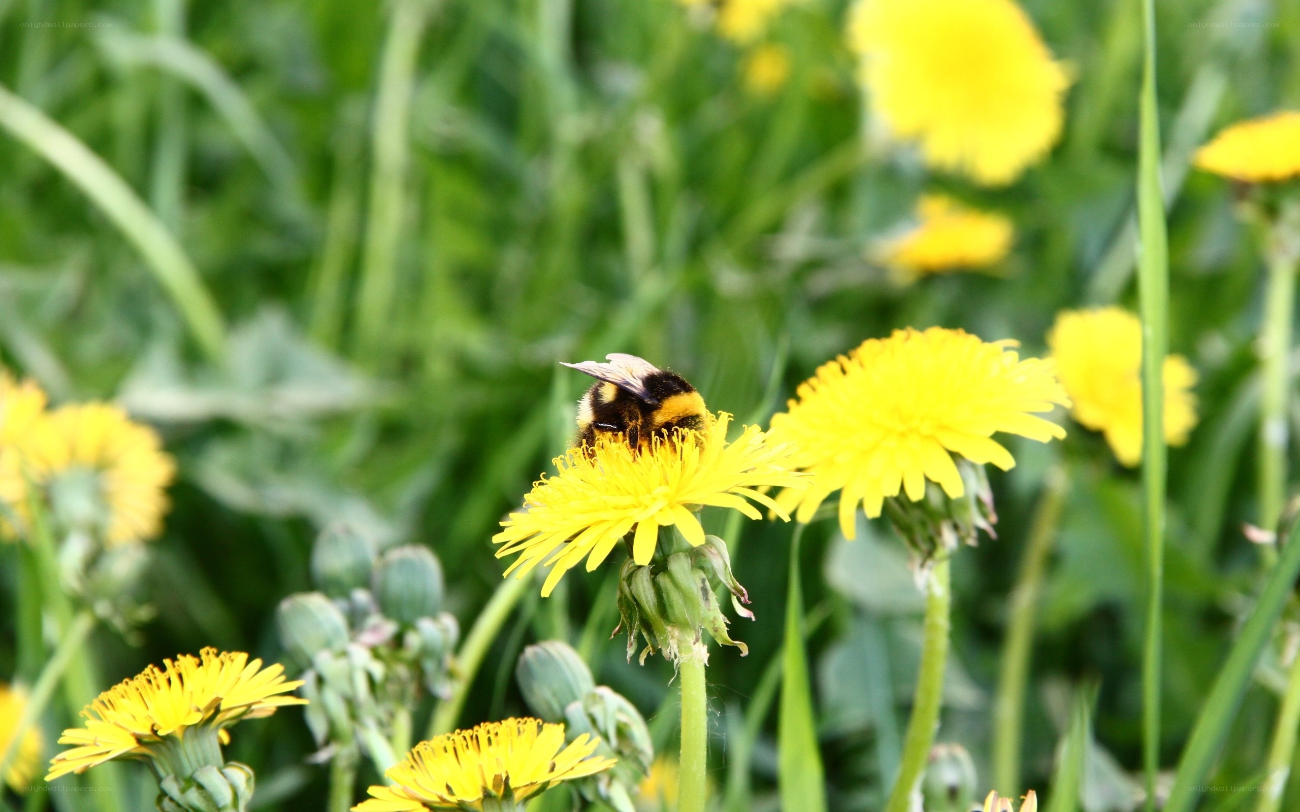 Bee on a dandelion flower