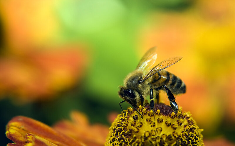 bee on a flower