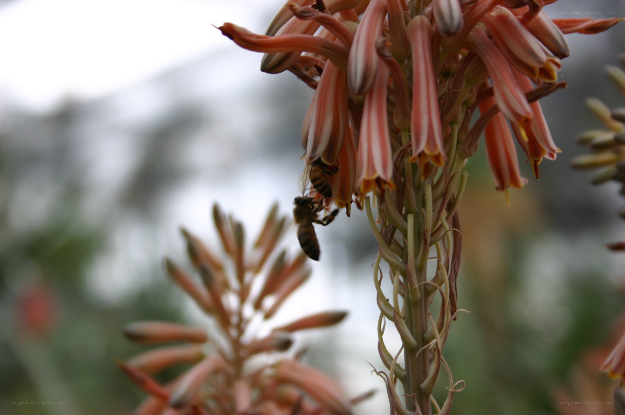 bee on a flower