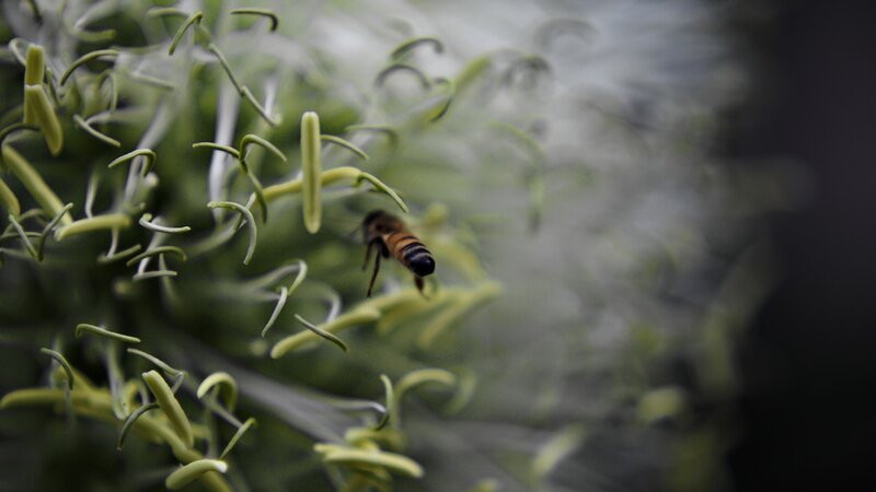 bee on a flower