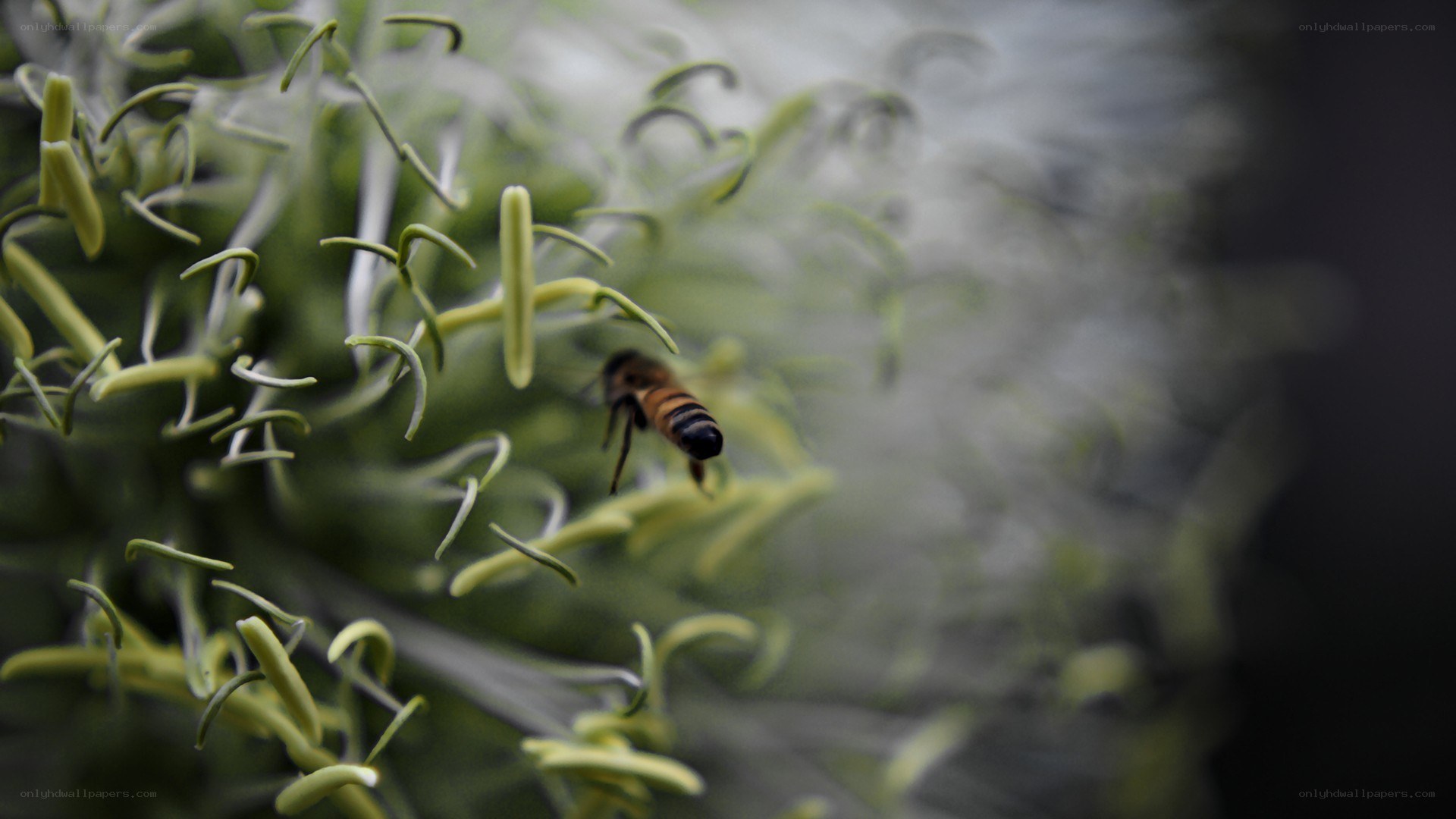 bee on a flower