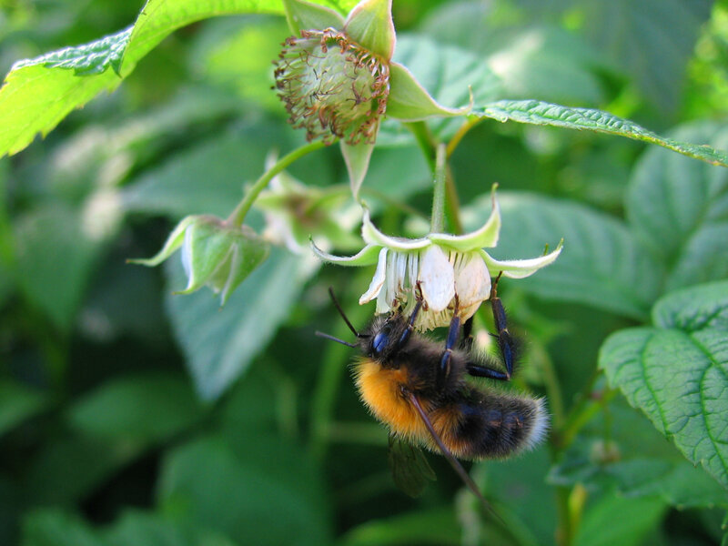 bee on a flower
