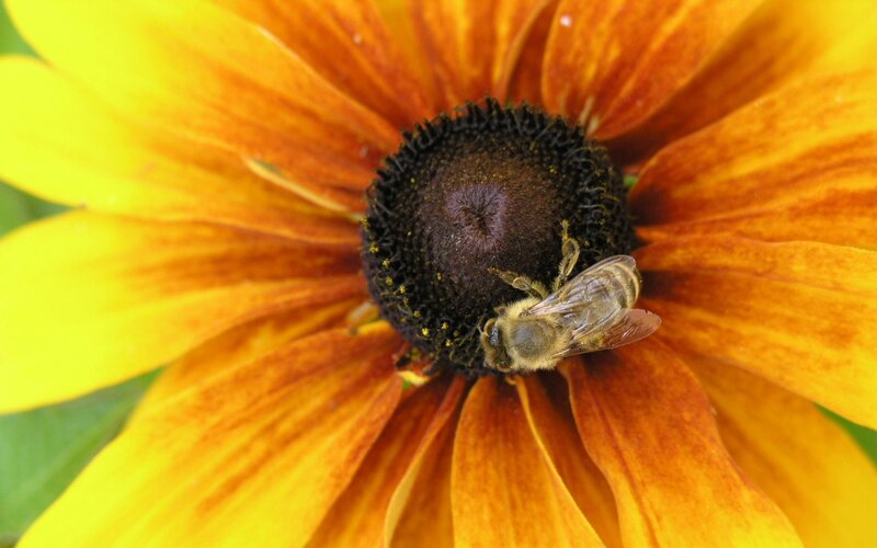 bee on a flower
