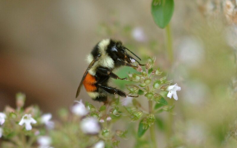 Bee on a flower