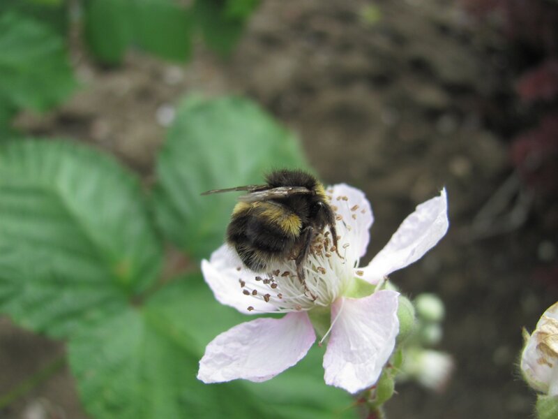 Bee on a flower
