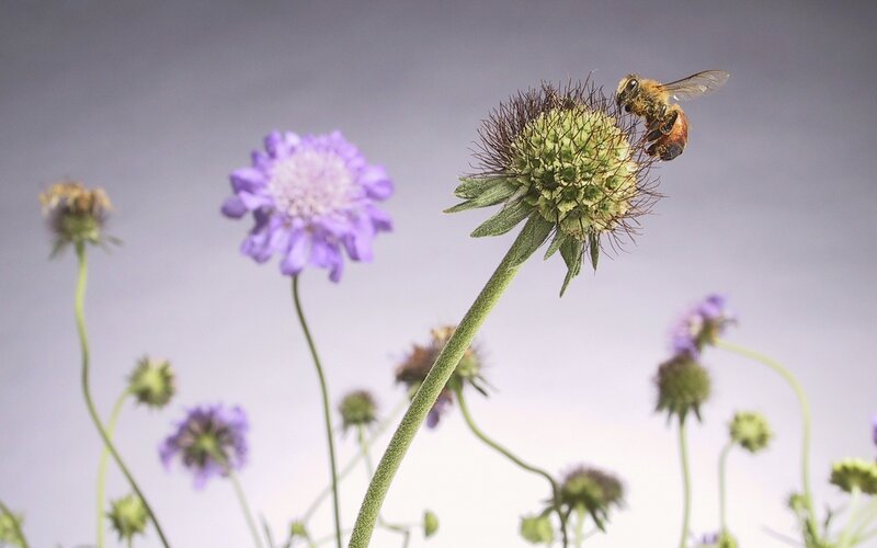 bee on a flower