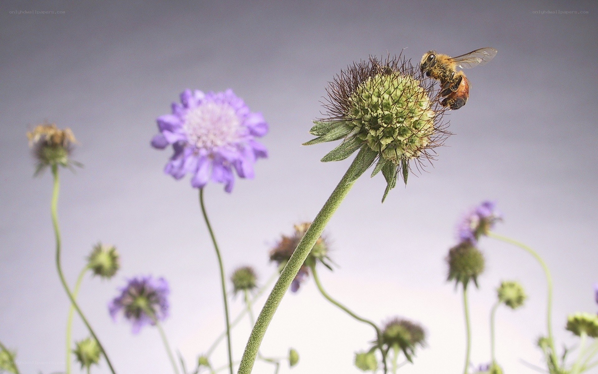 bee on a flower