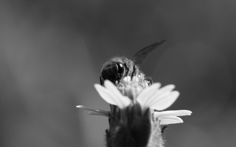 bee on a flower