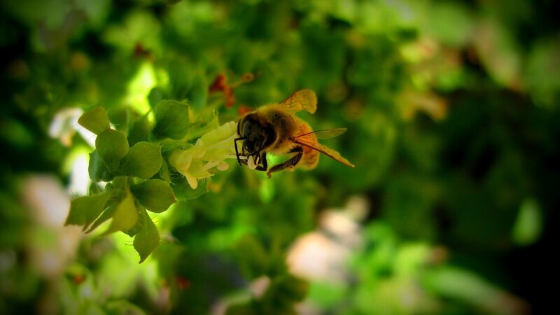 bee on a flower