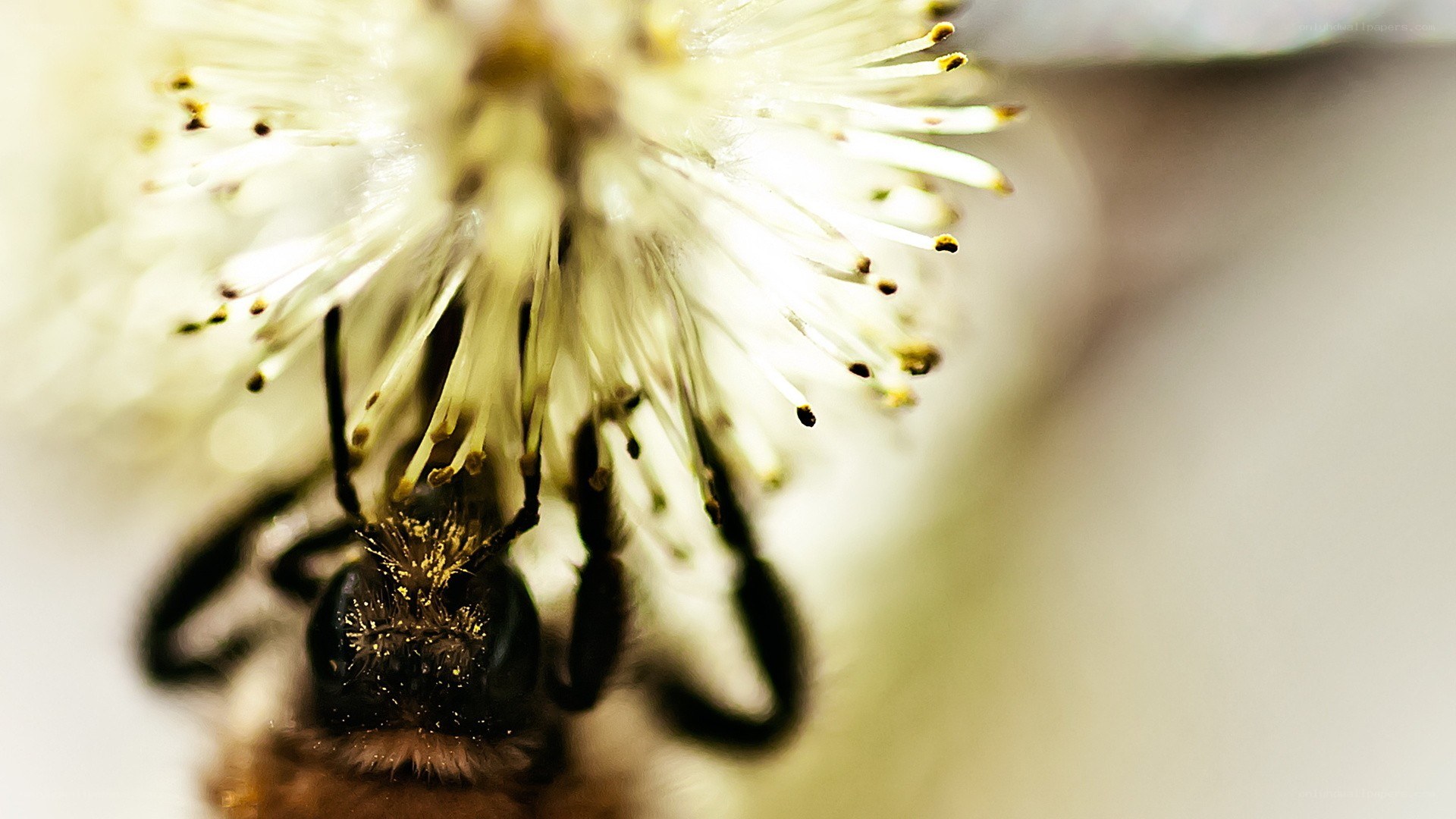 bee on a flower