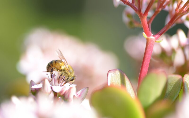 bee on a flower