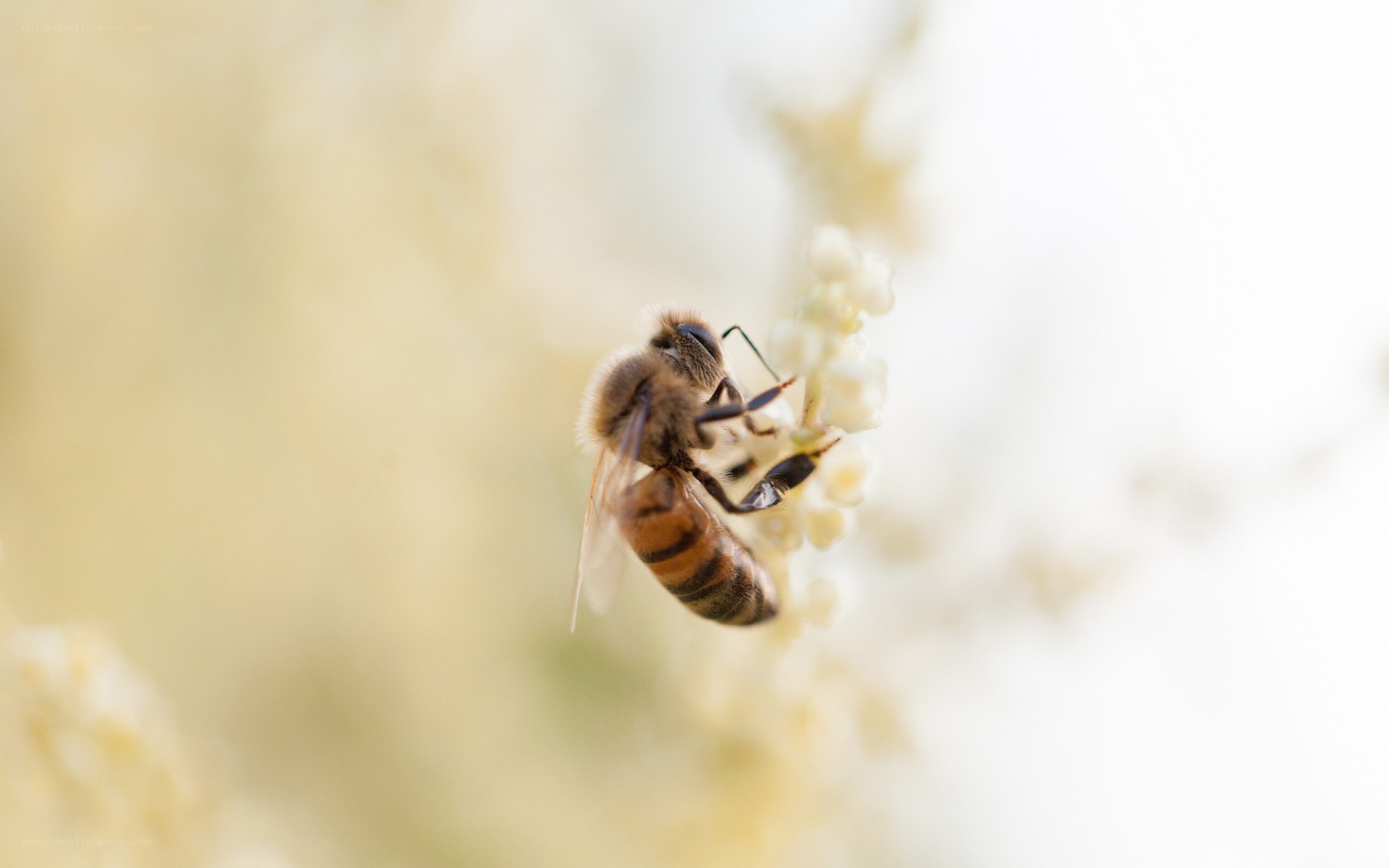 bee on a flower