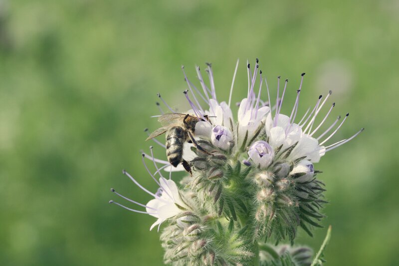 bee on a flower