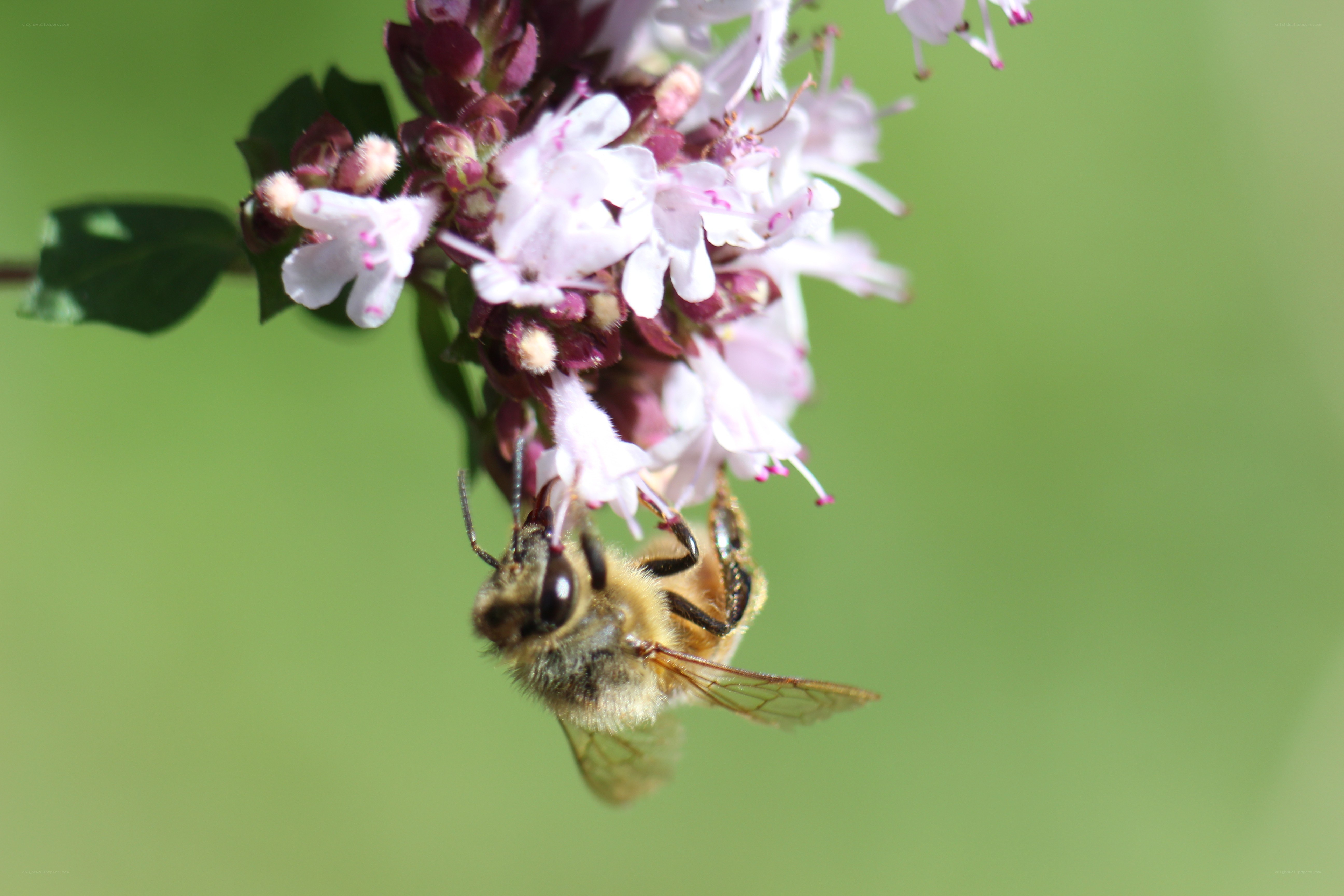 bee on a flower
