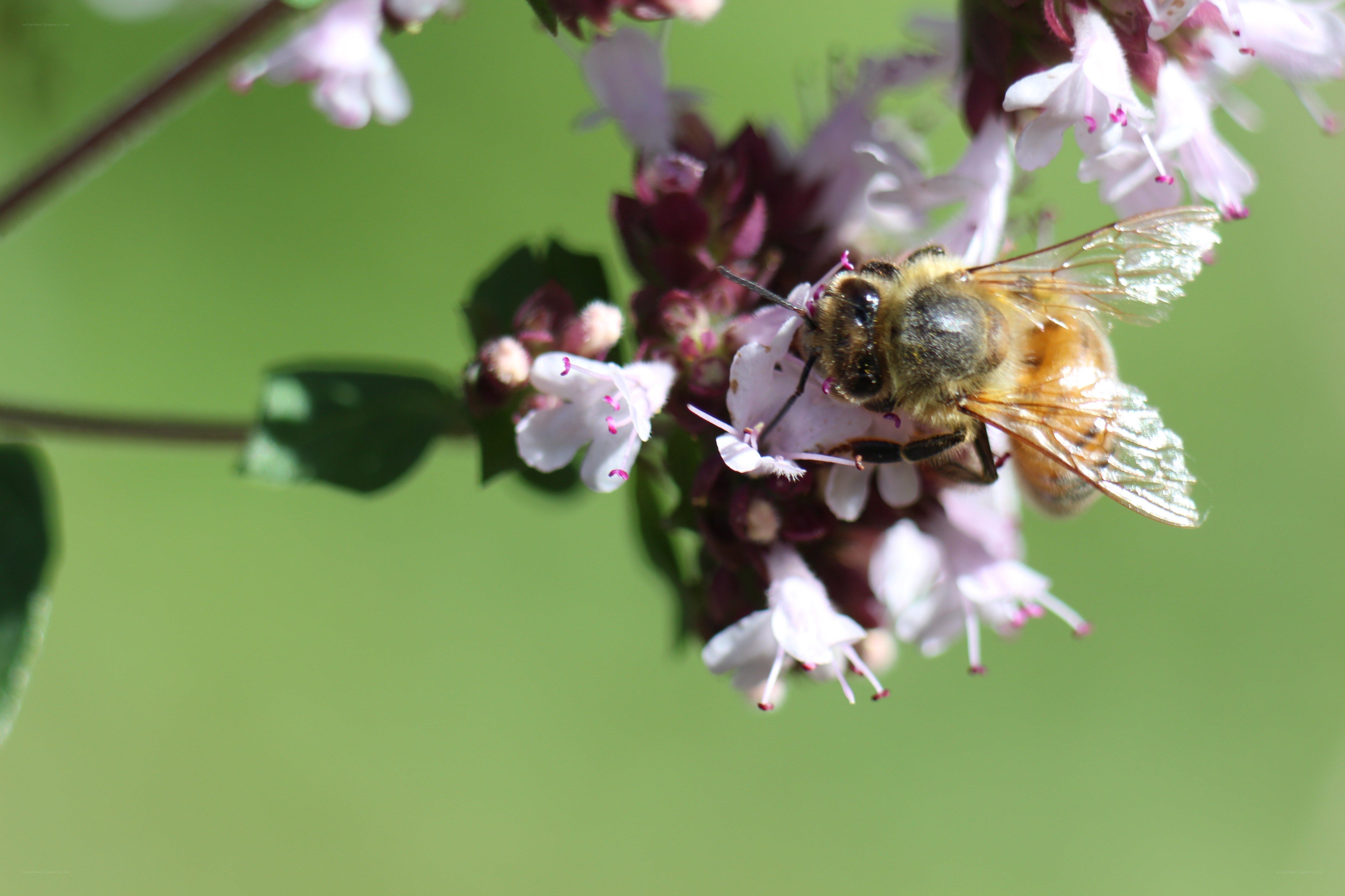 bee on a flower