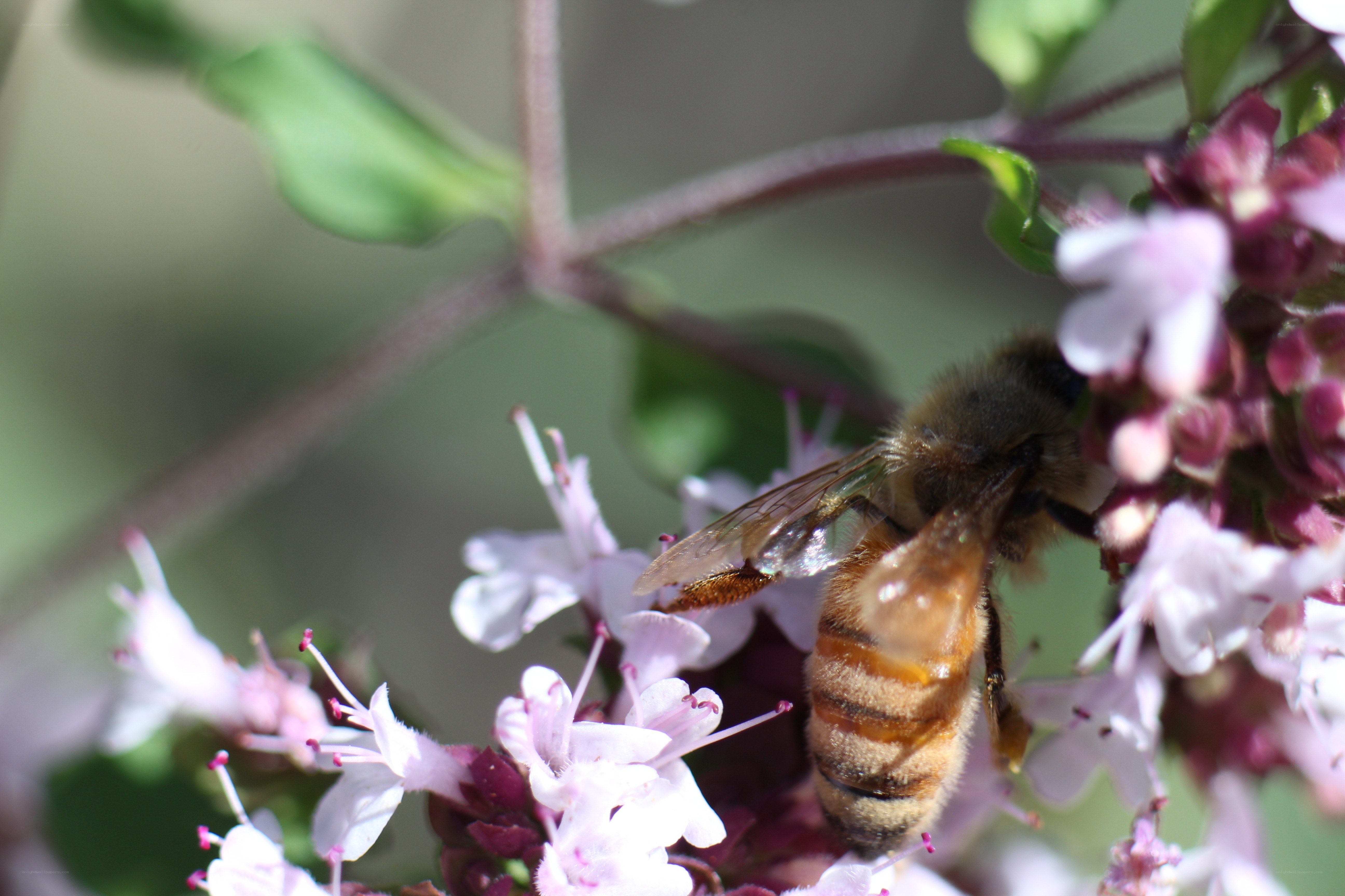 bee on a flower
