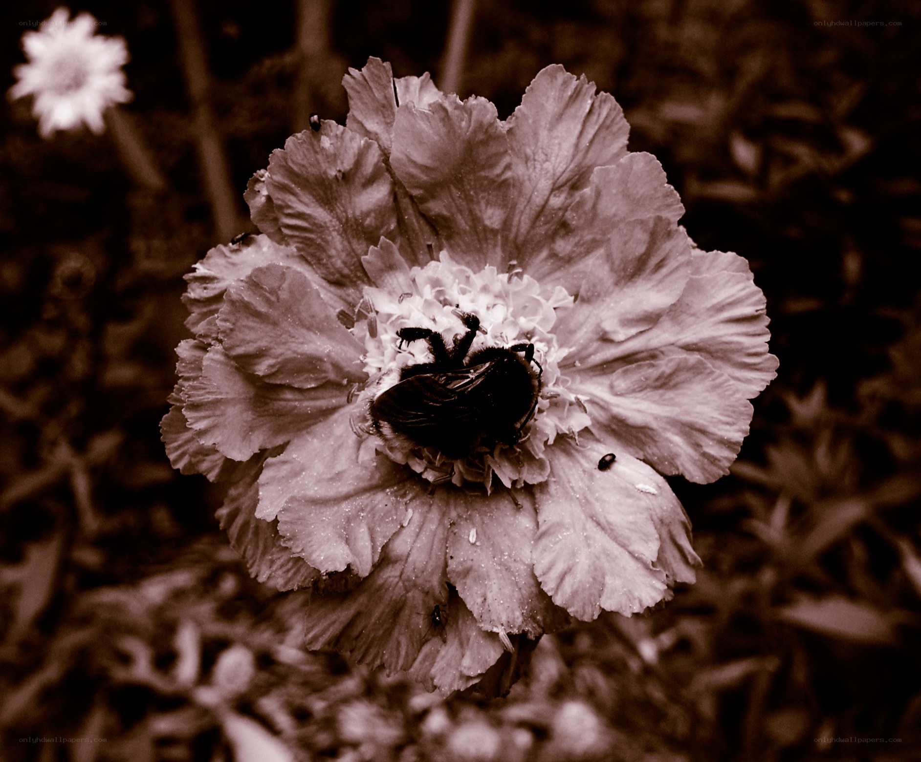bee on a flower