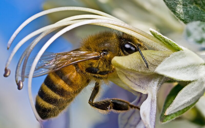 bee on a flower