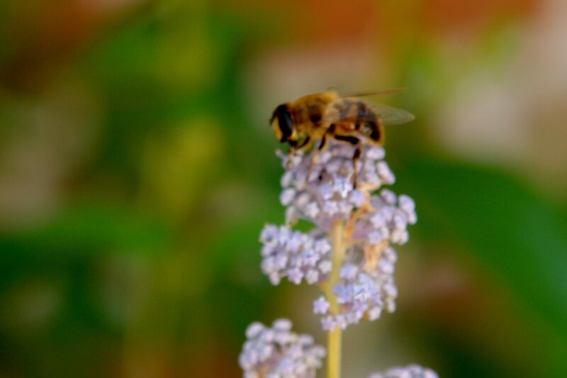 bee on a flower