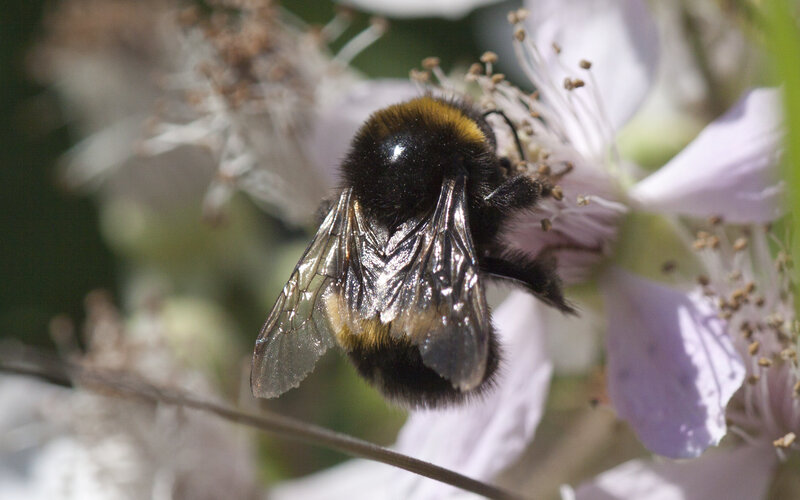 Bee on a flower