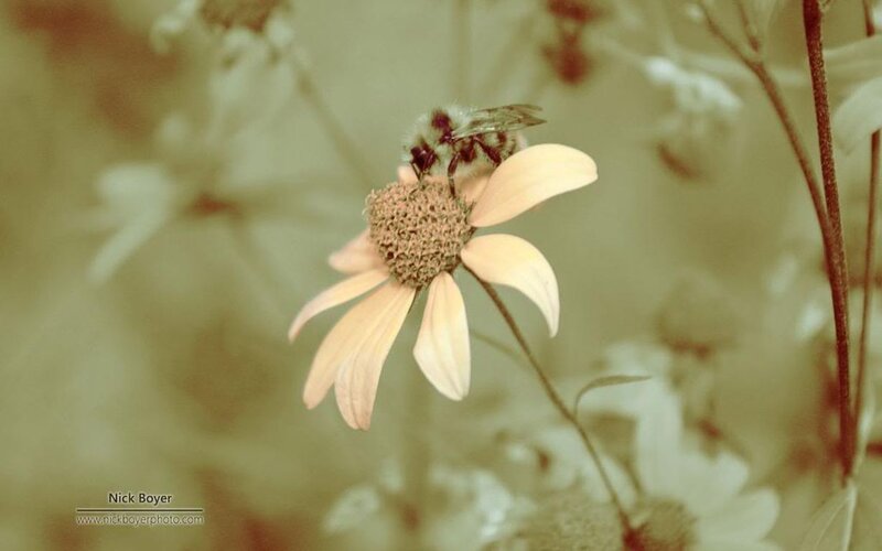 Bee on a Flower — Beige