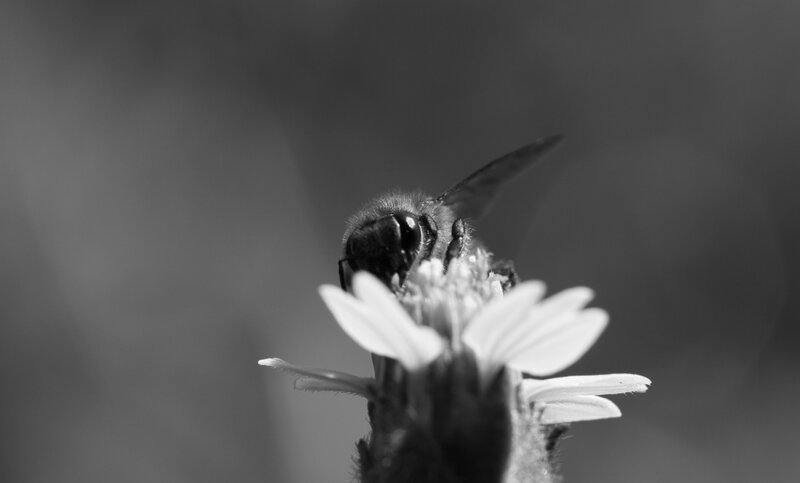 Bee on a Flower — Black
